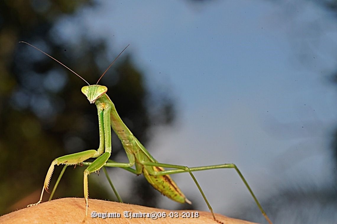 Praying Mantis, Tenodera Sp, family of Mantidae  Geotagged,Indonesia,Summer