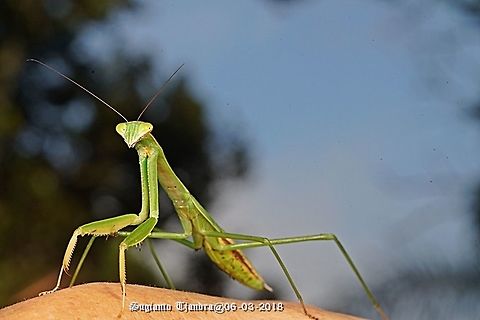 Praying Mantis, Tenodera Sp, family of Mantidae  Geotagged,Indonesia,Summer