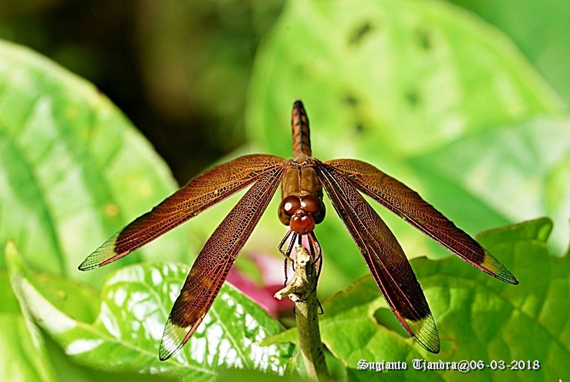 Red Grasshawk Dragonfly / Neurothemis fluctuans, Neurothemis sp  Geotagged,Indonesia,Neurothemis fluctuans,Red Grasshawk,Summer