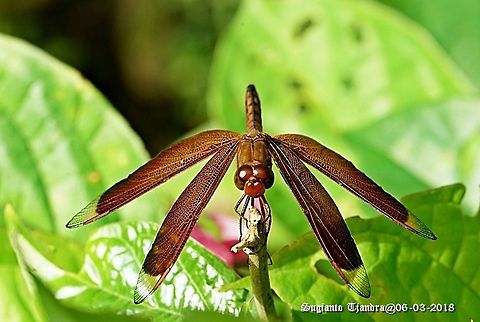 Red Grasshawk Dragonfly / Neurothemis fluctuans, Neurothemis sp  Geotagged,Indonesia,Neurothemis fluctuans,Red Grasshawk,Summer