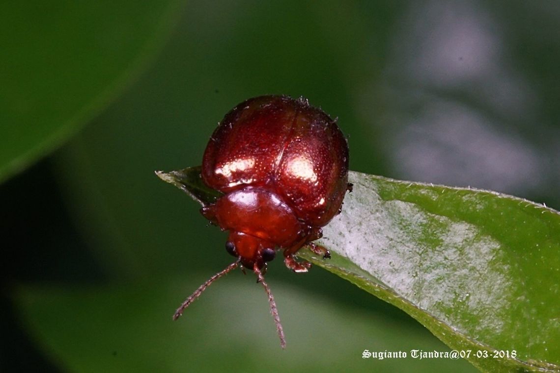 Tiny leaf beetle  Geotagged,Indonesia,Summer