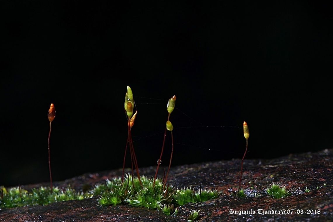 Moss flowers  Geotagged,Indonesia,Summer