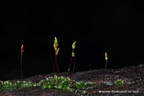 Moss flowers  Geotagged,Indonesia,Summer