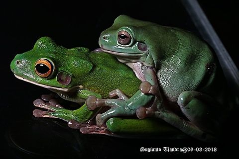 Dumpy tree frog this green tree frog is originally from West Papua, Indonesia. I bought them from a pet shop in Jakarta. They have been with me for some number of years in a terrarium of my house in Jakarta. Australian green tree frog,Litoria caerulea