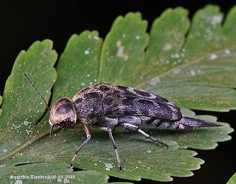 Tumbling Flower Beetle (Mordellidae Sp.)  Geotagged,Glipa malaccana,Indonesia,Summer,Tumbling Flower Beetle