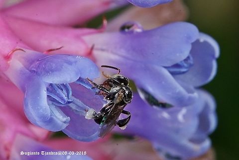 Stingless honey bee (Meliponini)  Geotagged,Indonesia,Summer