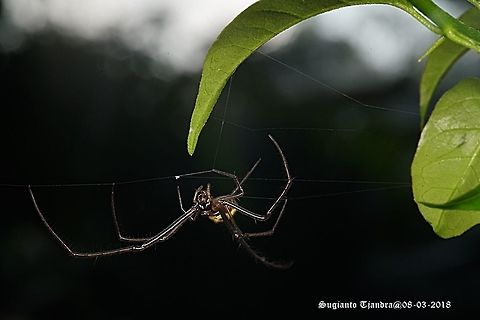 Spider - Longjawed Orb Weaver (Opadometa fastigata)  Geotagged,Indonesia,Opadometa fastigata,Pear-shaped Leucauge,Summer