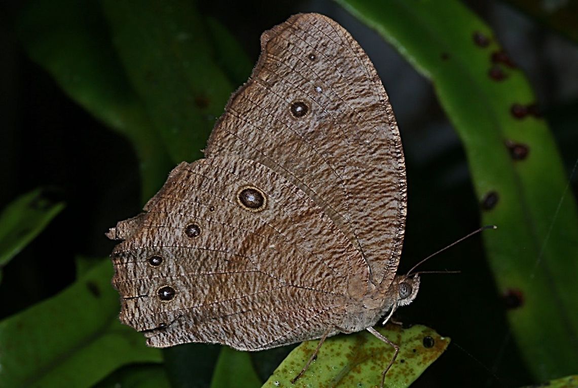 Common Evening Brown Butterfly, Melanitis Leda  Common evening brown,Geotagged,Indonesia,Melanitis leda,Summer
