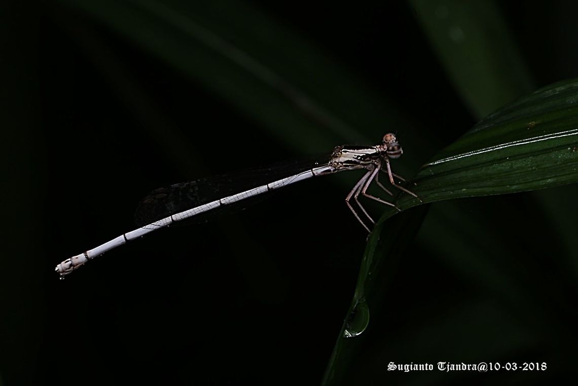 Yellow Bush Dart - Female, Copera marginipes Sp, family of Platycnemididae.  Copera marginipes,Geotagged,Indonesia,Summer