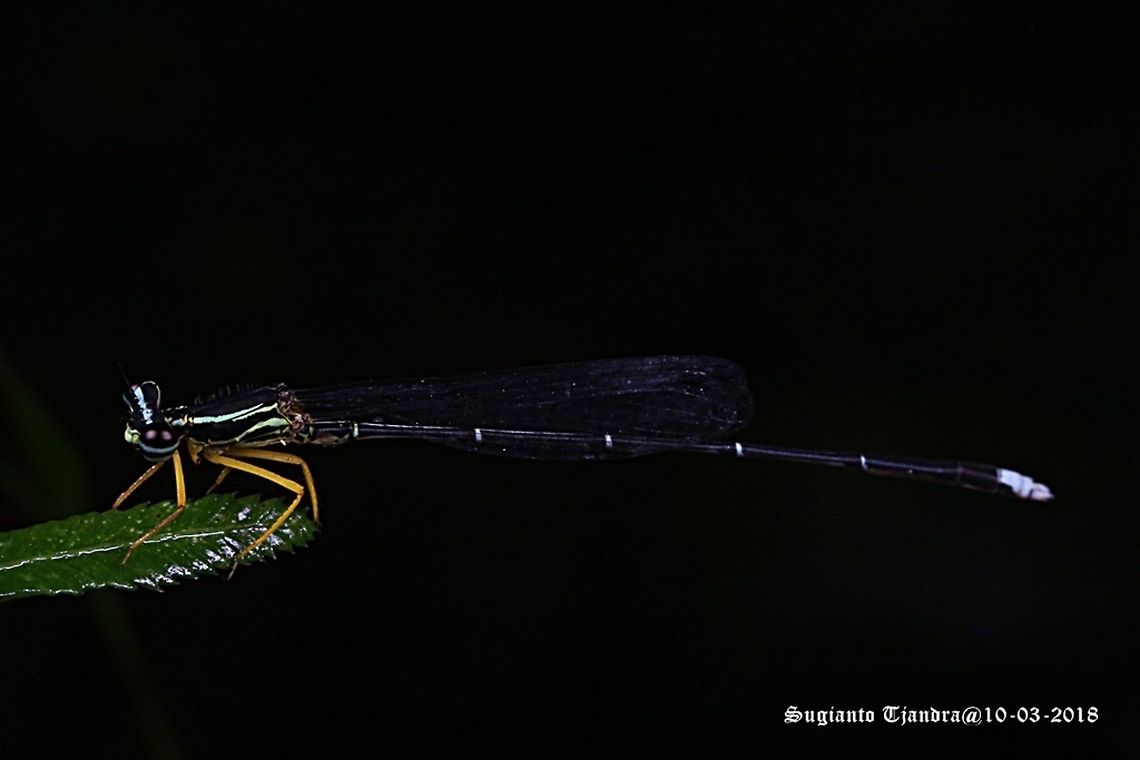 Yellow Bush Dart - Male, Copera marginipes Sp, family of Platycnemididae  Copera marginipes,Geotagged,Indonesia,Summer