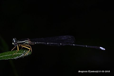 Yellow Bush Dart - Male, Copera marginipes Sp, family of Platycnemididae  Copera marginipes,Geotagged,Indonesia,Summer