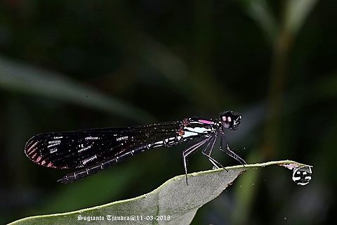 Jewel damselfly/Rhinocypha fenestrata, family Chlorocyphidae - Male  Geotagged,Indonesia,Rhinocypha Fenestrata,Rhinocypha fenestrata,Summer