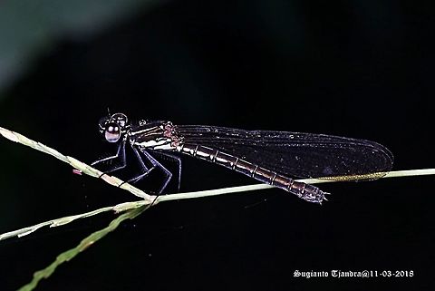 Jewel damselfly/Rhinocypha fenestrata, family Chlorocyphidae - Female  Geotagged,Indonesia,Rhinocypha Fenestrata,Rhinocypha fenestrata,Summer