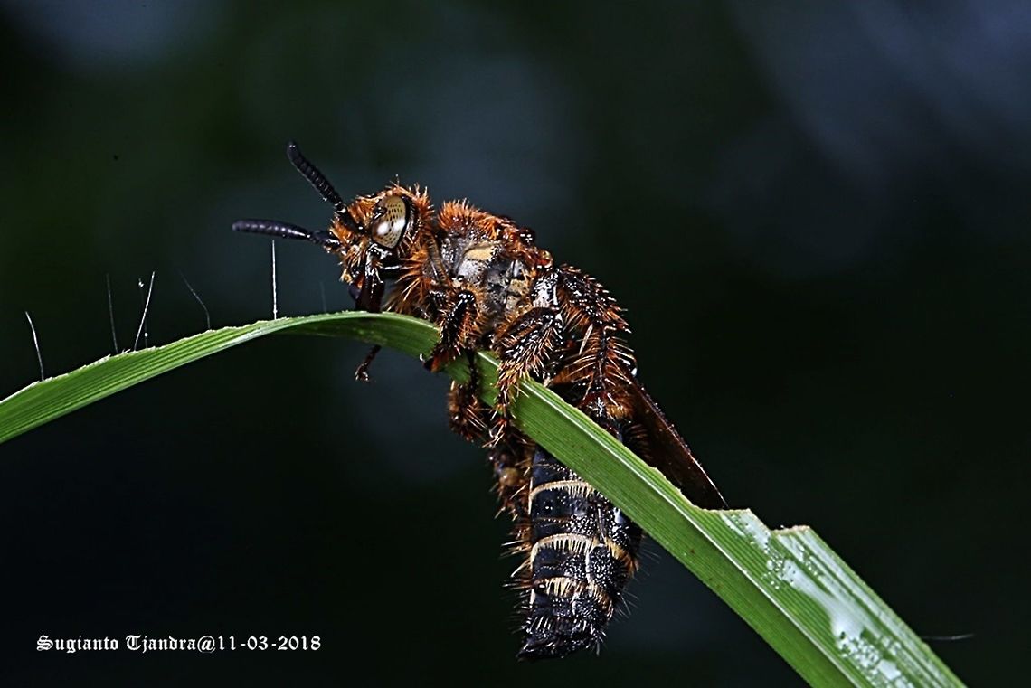 Wasp [Scoliidae Sp.] Campsomeris annulata  Campsomeris,Campsomeris annulata,Geotagged,Indonesia,Scoliidae,Summer,scoliid wasp