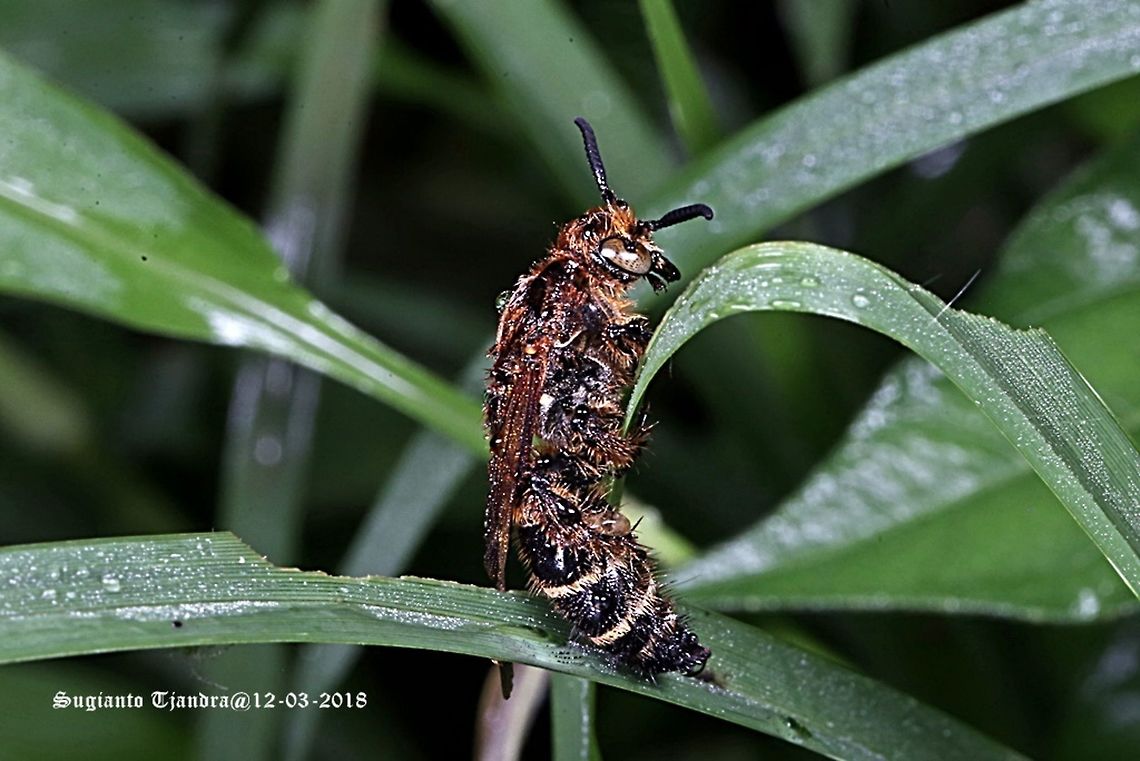 Wasp [Scoliidae Sp.] Campsomeris annulata  Campsomeris,Campsomeris annulata,Geotagged,Indonesia,Scoliidae,Summer,scoliid wasp