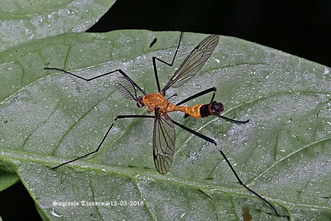 Daddy Long-Legs, Crane Fly  Geotagged,Indonesia,Summer
