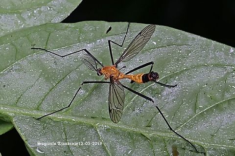 Daddy Long-Legs, Crane Fly  Geotagged,Indonesia,Summer