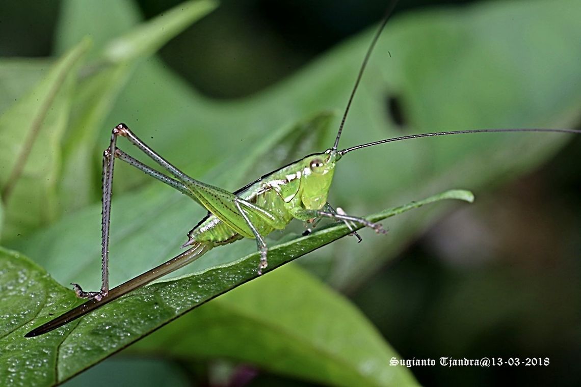 Katydid Nymph  Geotagged,Indonesia,Summer