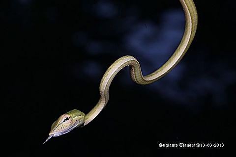 Green Vine snake, Ahaetulla nasuta  Ahaetulla nasuta,Geotagged,Green vine snake or Long-nosed whip snake,Indonesia,Summer