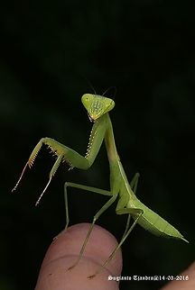 Praying Mantis/Giant Asian Mantis, Hierodula sp.  Geotagged,Giant Asian mantis,Hierodula grandis,Indonesia,Summer