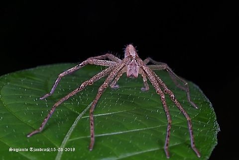 Wandering Spider (Unknown Species)  Geotagged,Indonesia,Summer