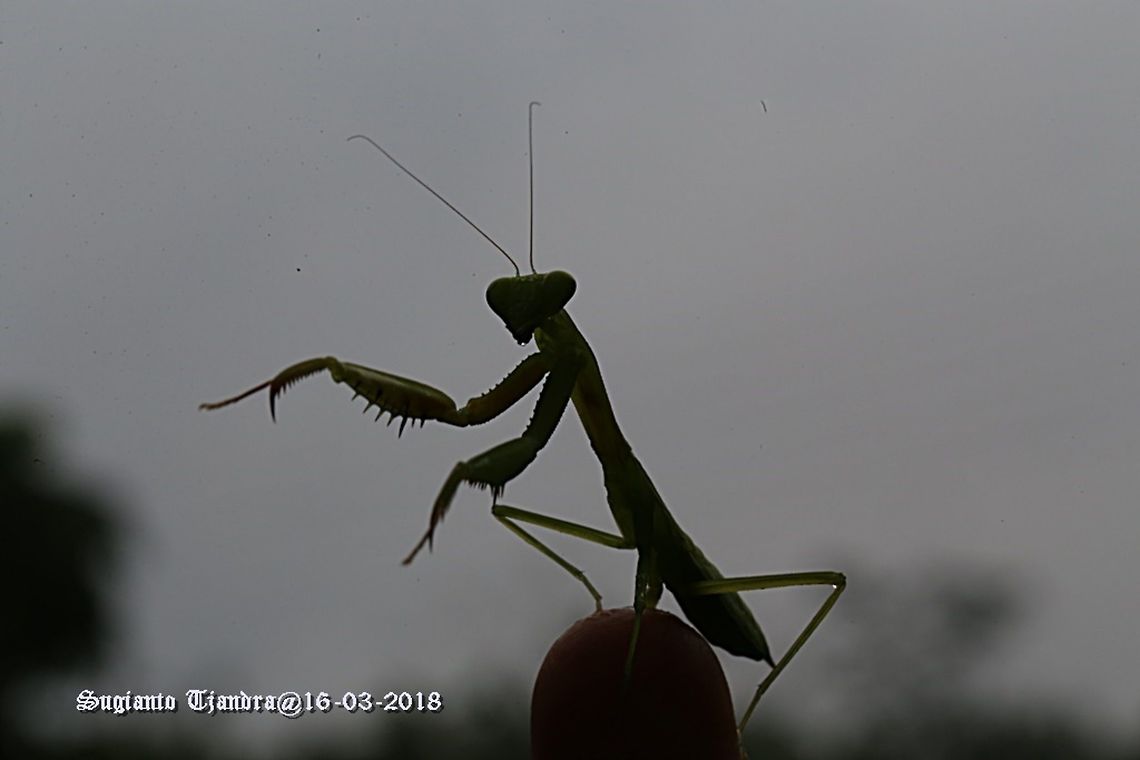 "Silhouette" Praying Mantis/Giant Asian Mantis, Hierodula sp.  Geotagged,Indonesia,Summer