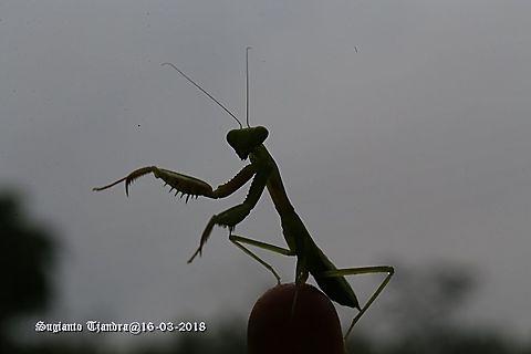 "Silhouette" Praying Mantis/Giant Asian Mantis, Hierodula sp.  Geotagged,Indonesia,Summer