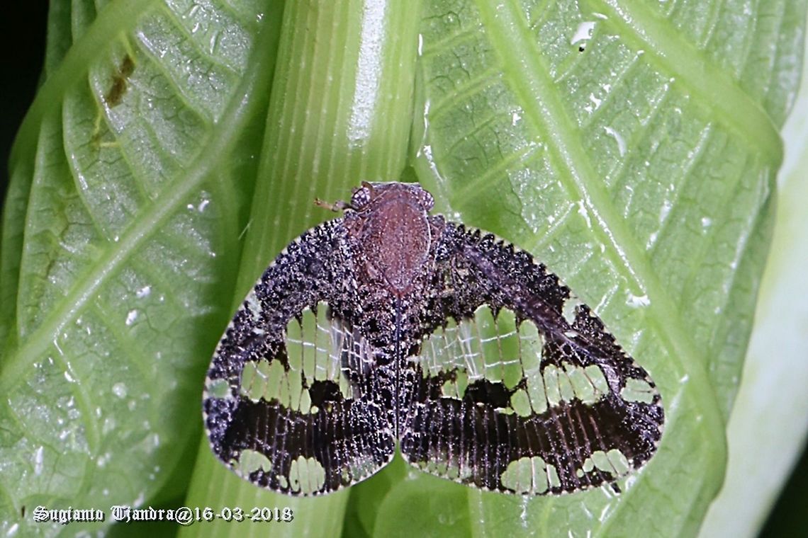 Ricaniid Planthopper, Ricania Speculum  Geotagged,Indonesia,Ricania speculum,Ricaniid Planthopper,Summer