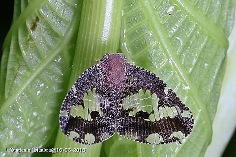 Ricaniid Planthopper, Ricania Speculum  Geotagged,Indonesia,Ricania speculum,Ricaniid Planthopper,Summer