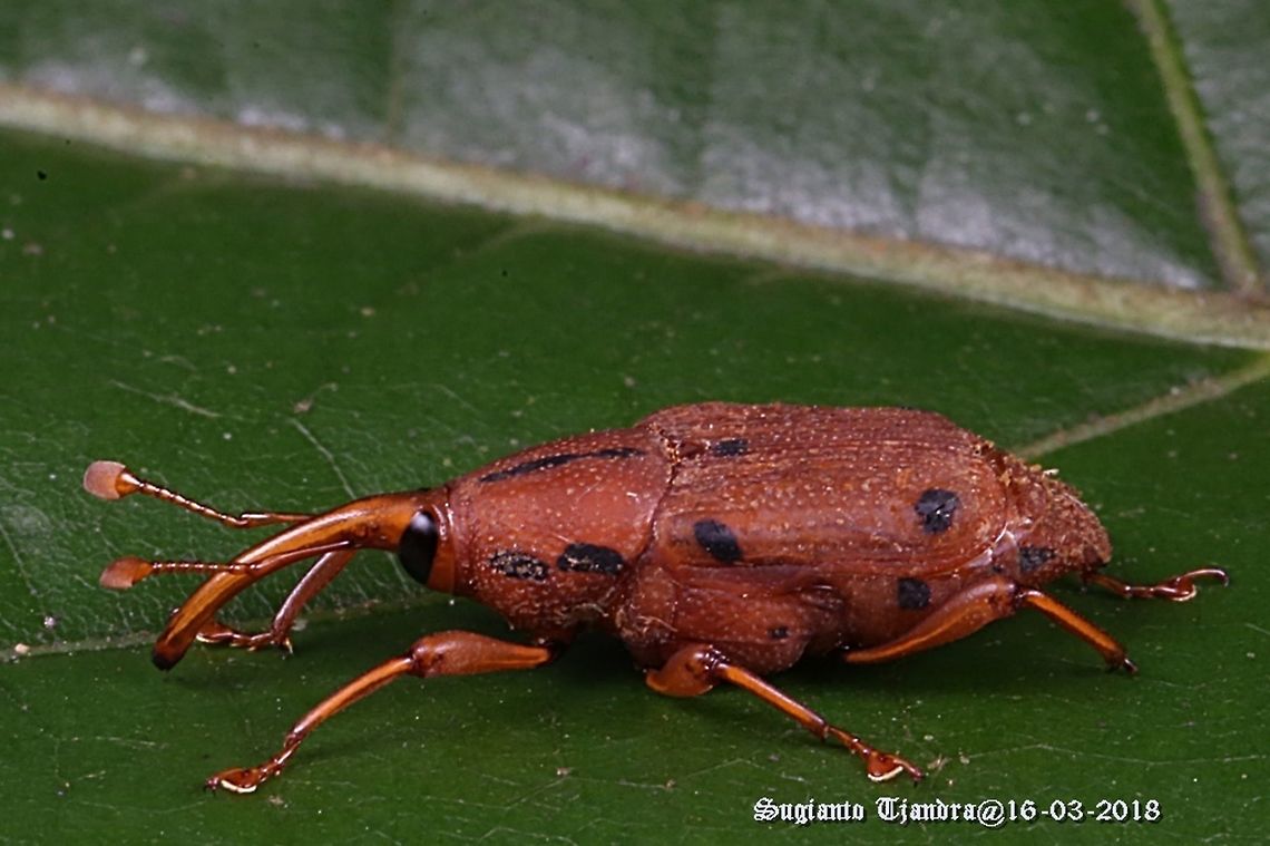 Weevil (unknown Species)  Geotagged,Indonesia,Summer