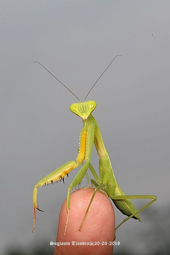 Praying Mantis/Giant Asian Mantis, Hierodula sp.  Geotagged,Indonesia,Summer