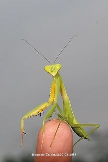 Praying Mantis/Giant Asian Mantis, Hierodula sp.  Geotagged,Indonesia,Summer