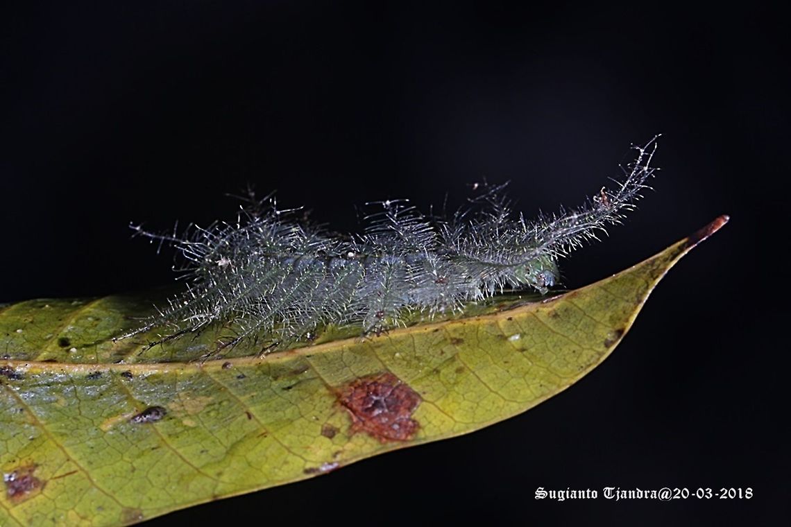 Baron-Mango Caterpillar (Euthalia sp.) This caterpillar was found under the Mango tree. Geotagged,Indonesia,Summer