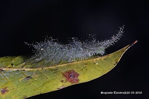 Baron-Mango Caterpillar (Euthalia sp.) This caterpillar was found under the Mango tree. Geotagged,Indonesia,Summer