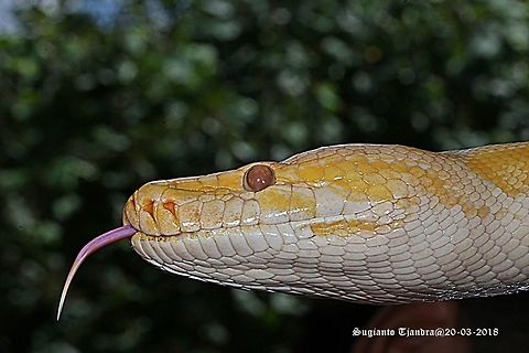 Albino Snake  Geotagged,Indonesia,Summer