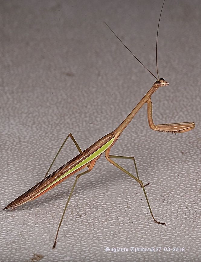 Praying Mantis, Mantidae sp.  Geotagged,Indonesia,Summer