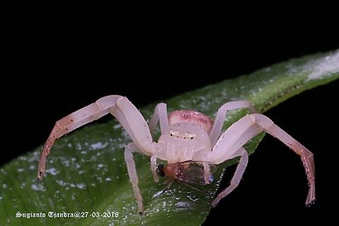 White Crab Spider, Thomisidae Sp.with prey  Geotagged,Indonesia,Summer
