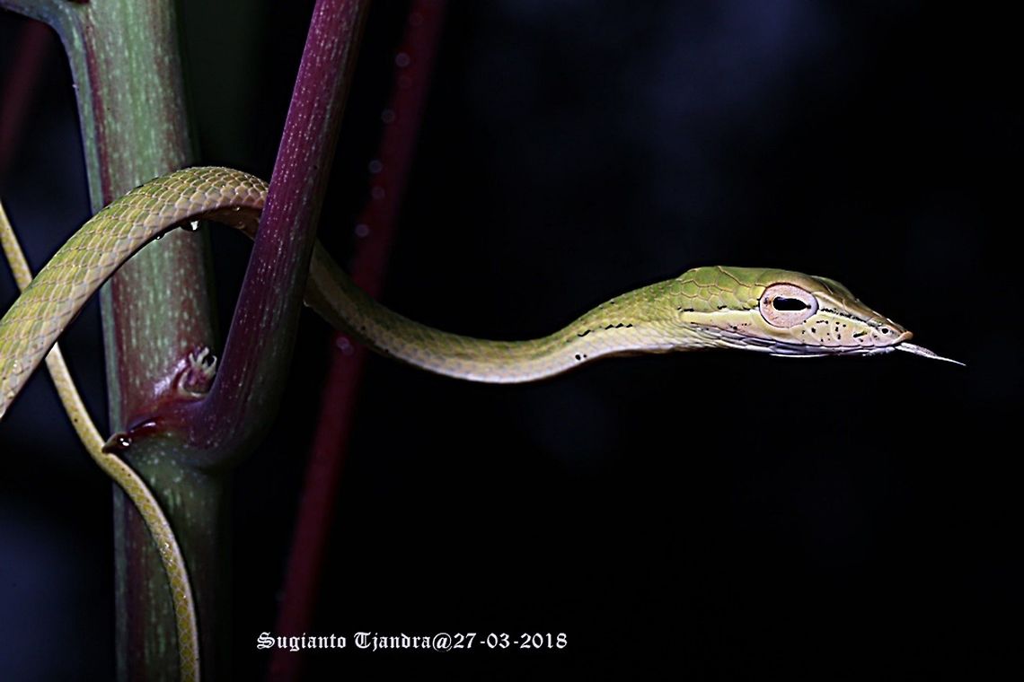 Green Vine snake, Ahaetulla nasuta.  Ahaetulla nasuta,Geotagged,Green vine snake or Long-nosed whip snake,Indonesia,Summer