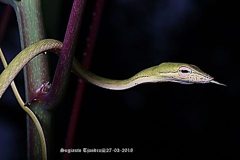 Green Vine snake, Ahaetulla nasuta.  Ahaetulla nasuta,Geotagged,Green vine snake or Long-nosed whip snake,Indonesia,Summer