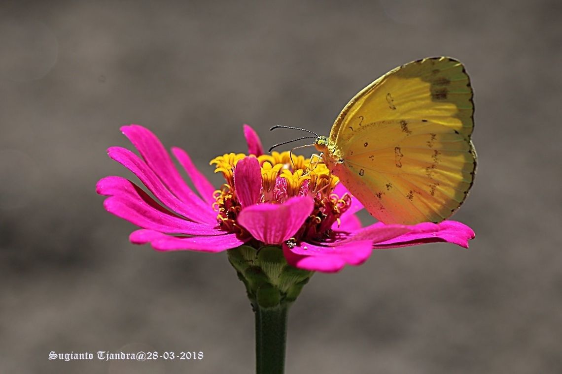 Common grass yellow/Eurema hecabe  Common Grass Yellow,Eurema hecabe,Fall,Geotagged,Indonesia