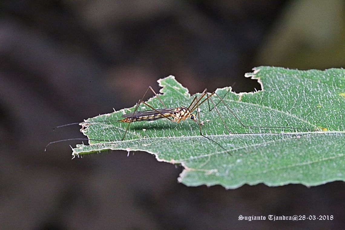 Crane Fly, Nephrotoma sp  Fall,Geotagged,Indonesia,Nephrotoma appendiculata