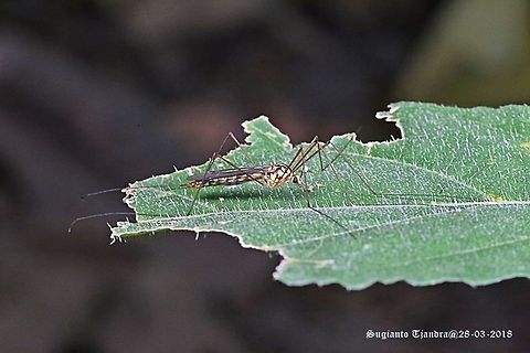 Crane Fly, Nephrotoma sp  Fall,Geotagged,Indonesia,Nephrotoma appendiculata