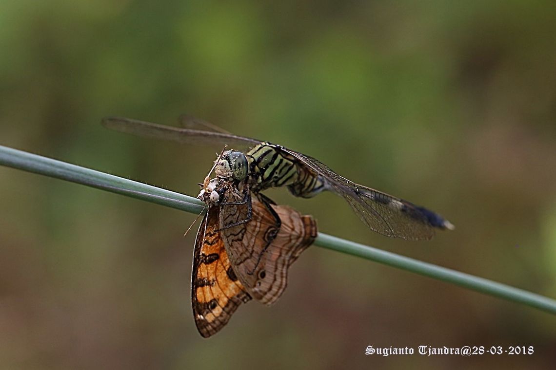 Dragonfly, Green Marsh Hawk "big meal"  Fall,Geotagged,Indonesia,Orthetrum sabina