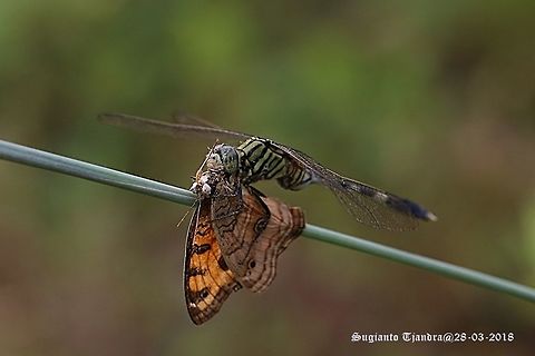 Dragonfly, Green Marsh Hawk "big meal"  Fall,Geotagged,Indonesia,Orthetrum sabina
