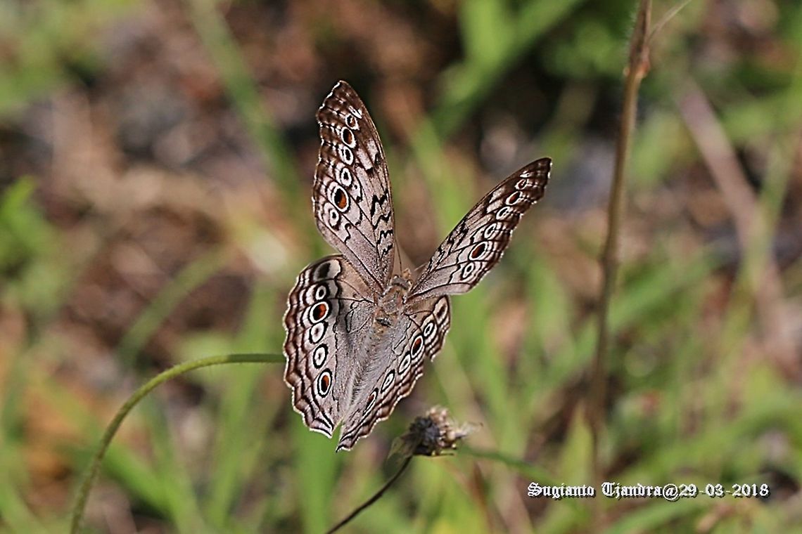 Grey Pansy, Junonia atlites  Fall,Geotagged,Gray pansy,Indonesia,Junonia atlites