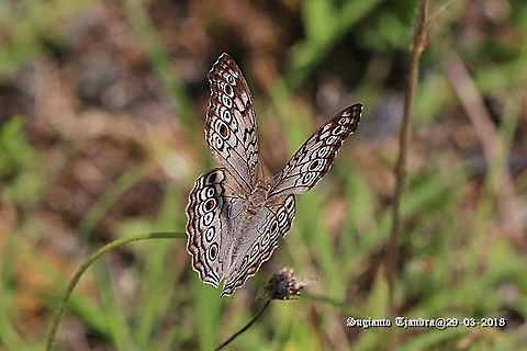 Grey Pansy, Junonia atlites  Fall,Geotagged,Gray pansy,Indonesia,Junonia atlites