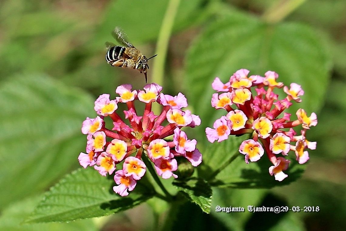 Blue-banded bee, Amegilla cingulata  Amegilla cingulata,Blue banded bee,Fall,Geotagged,Indonesia