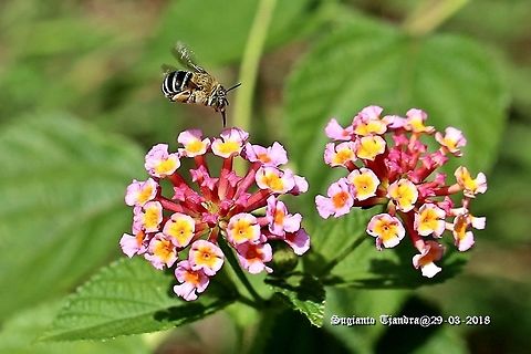 Blue-banded bee, Amegilla cingulata  Amegilla cingulata,Blue banded bee,Fall,Geotagged,Indonesia