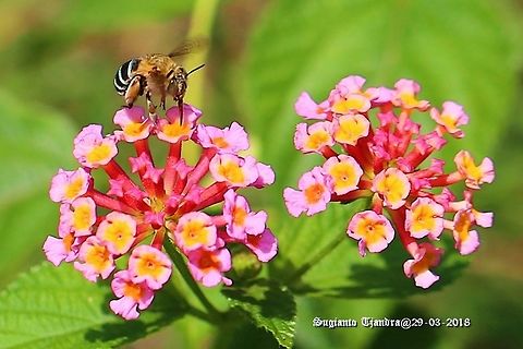 Blue-banded bee, Amegilla cingulata  Amegilla cingulata,Blue banded bee,Fall,Geotagged,Indonesia