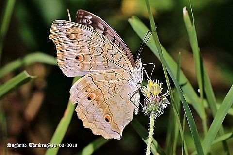 Grey Pansy, Junonia atlites  Fall,Geotagged,Gray pansy,Indonesia,Junonia atlites